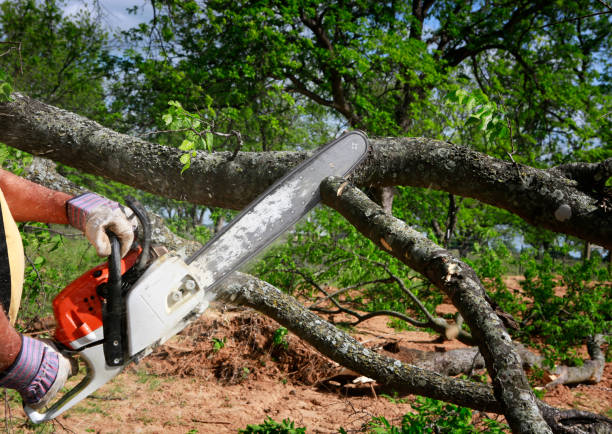 Best Emergency Storm Tree Removal  in Piru, CA